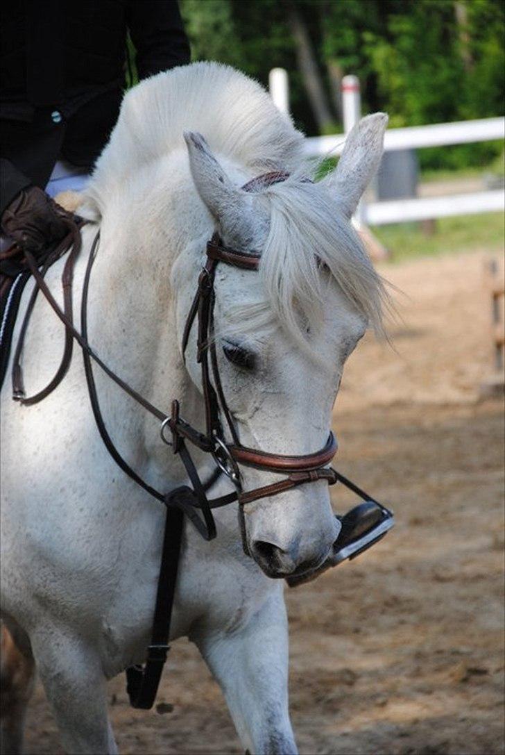 Anden særlig race Silver - Billede af Line Sørine Kellner. billede 1