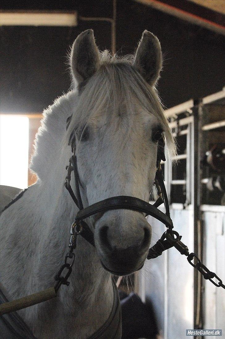 Anden særlig race Silver - En Hestetræner Kan Høre Sin Hest Snakke, En God hestetræner Kan Høre sin hest hviske Men En Sand Ven Kan Høre Dem Tænkte. -Billede af Gjørlund Foto  billede 2