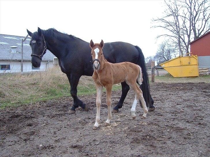 Knabstrupper Zenia - Zenia og Bouniaz 8/4-2004 (Bouniaz er født 21/3-2004) billede 4