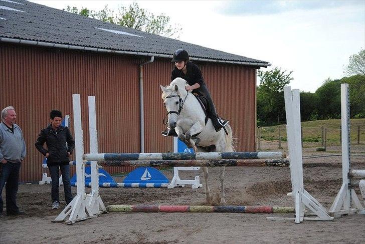 Anden særlig race Silver - - Billede af Line Sørine Kellner. billede 3