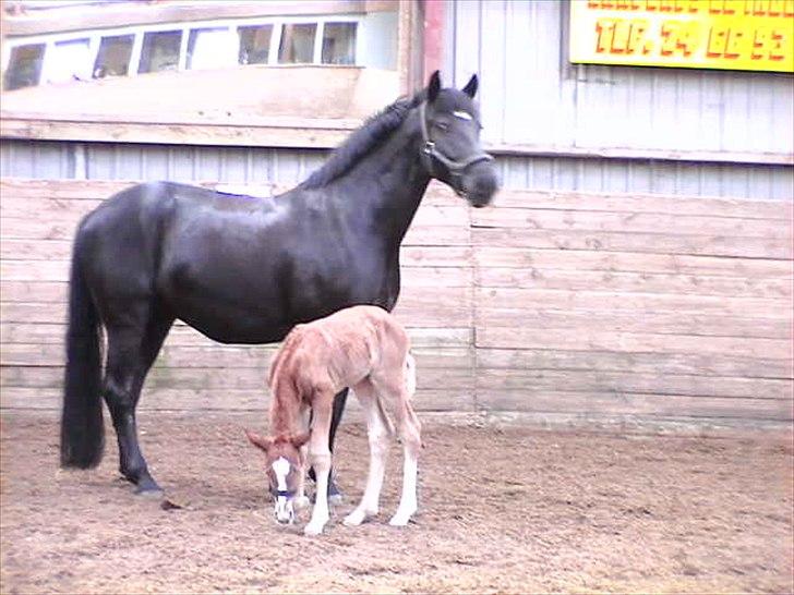 Knabstrupper Zenia - Zenia med Bouniaz den 22/3-2004 kl. 12 (17 timer efter foling) billede 5