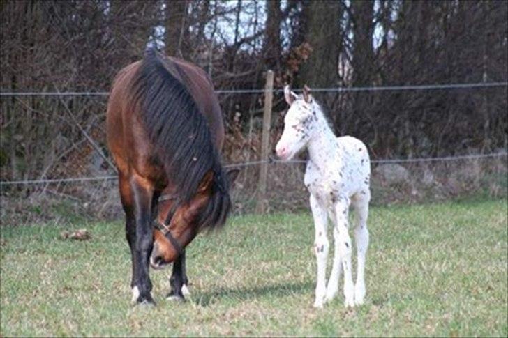 Knabstrupper Rughavens Fanny - 3 Fanny og hendes føl, ved tidligere ejer. billede 2