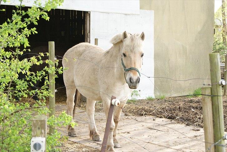 Fjordhest Sophus af Lundehøje (Himmelhest) billede 1