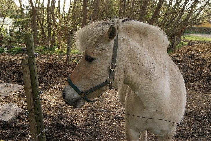 Fjordhest Sophus af Lundehøje (Himmelhest) billede 2