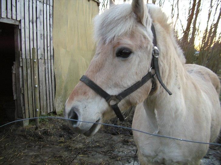 Fjordhest Sophus af Lundehøje (Himmelhest) billede 3