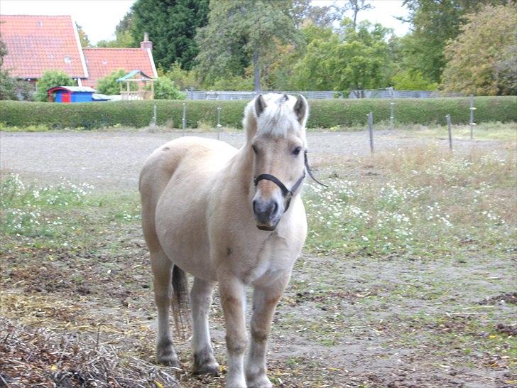 Fjordhest Sophus af Lundehøje (Himmelhest) billede 4