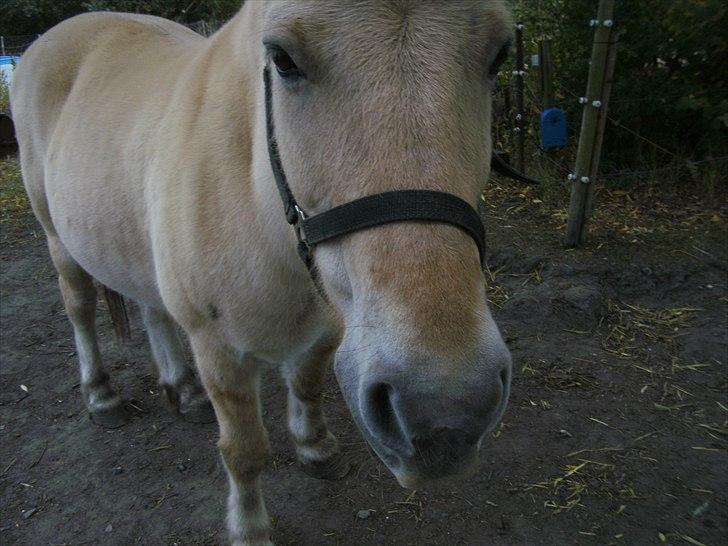 Fjordhest Sophus af Lundehøje (Himmelhest) billede 5