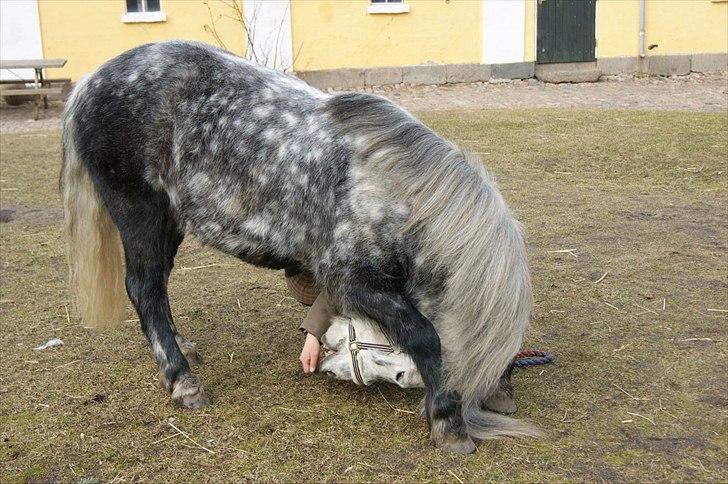 Welsh Pony (sec B) Nappemarkens Porsche - Han er så sej.! Det den første pony jeg har haft som kan nogle ´´sjove´´ ting.. :D  billede 11