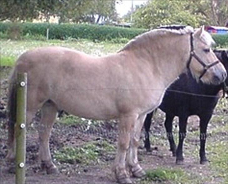 Fjordhest Sophus af Lundehøje (Himmelhest) billede 6