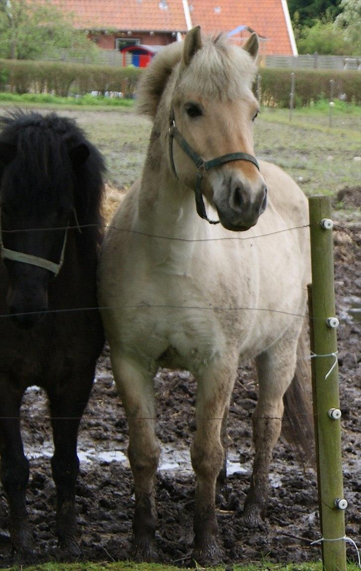 Fjordhest Sophus af Lundehøje (Himmelhest) billede 7