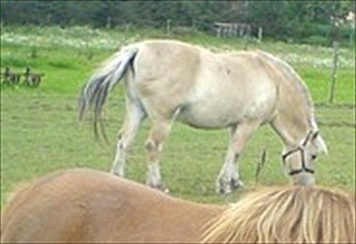 Fjordhest Sophus af Lundehøje (Himmelhest) billede 8