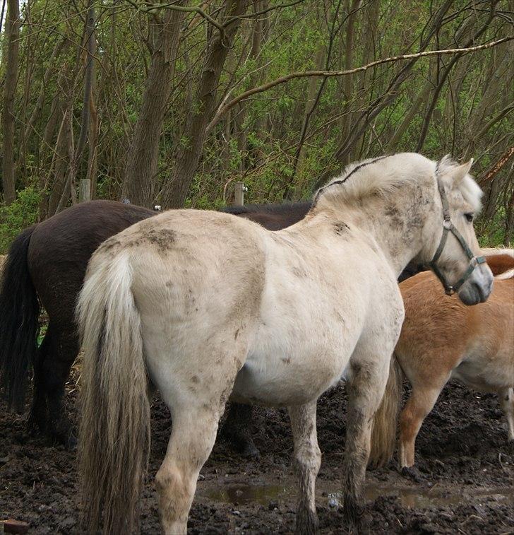 Fjordhest Sophus af Lundehøje (Himmelhest) billede 9