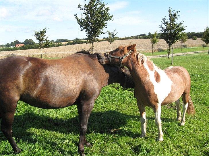 New Forest Lillie Lund's Flicka Bell - Flicka & Indy billede 4