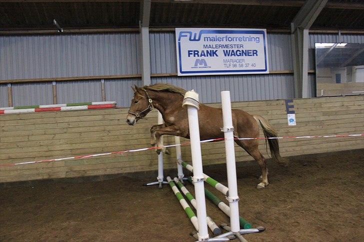 Anden særlig race Petra - Foto: Line Skou (også her på HG) billede 2