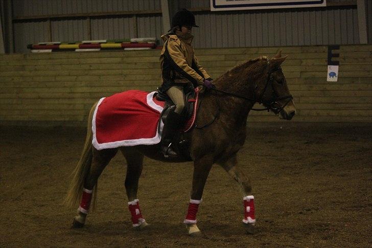 Anden særlig race Petra - Foto: Line Skou (også her på HG) billede 4
