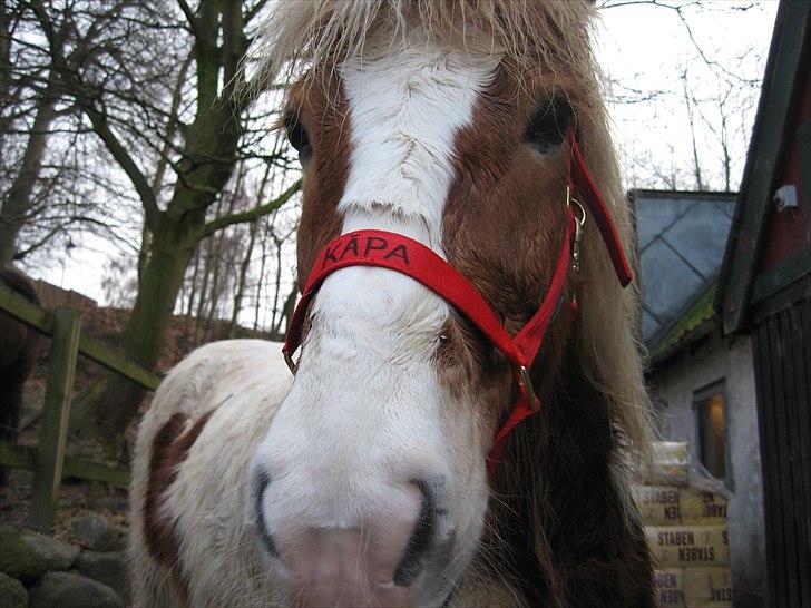Islænder Kápa - Part billede 2