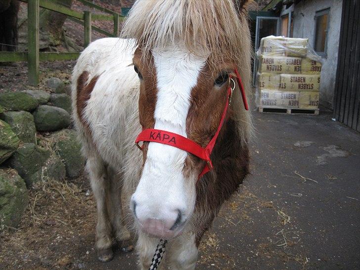 Islænder Kápa - Part billede 5