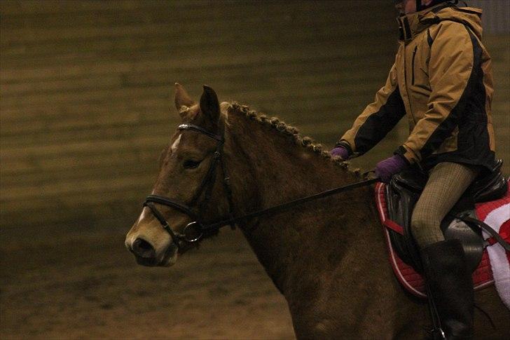 Anden særlig race Petra - Foto: Line Skou (også her på HG) billede 9
