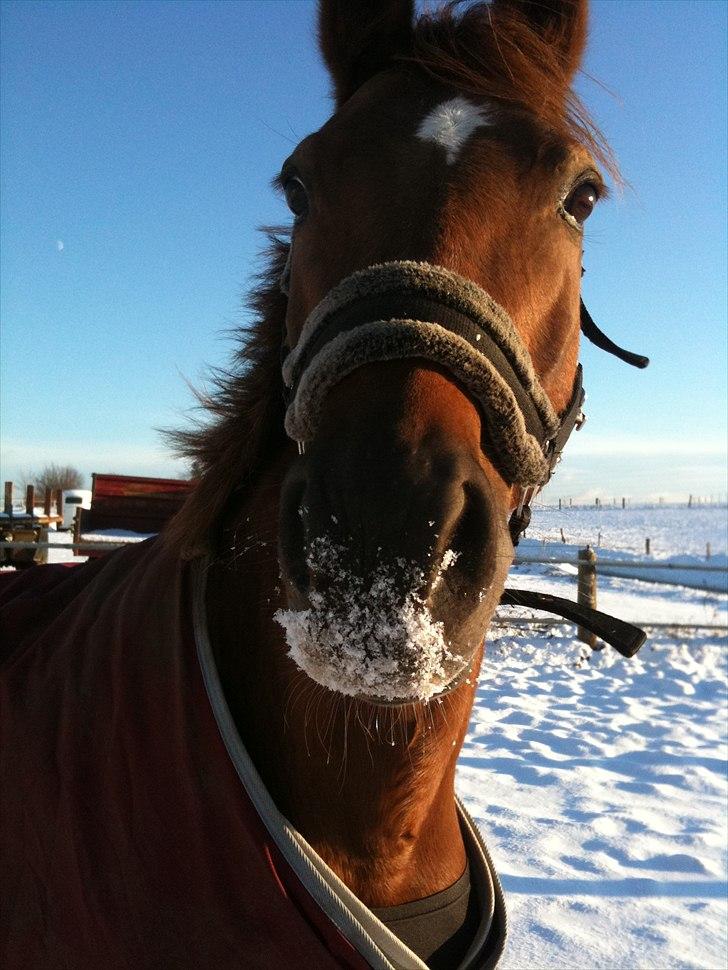 Tysk Sportspony maggie<3 - jaaaa SNE !!! (lad os da endelig stikke hovedet ned i sneen og gå også få sne i hele hovedet :D <3 billede 1