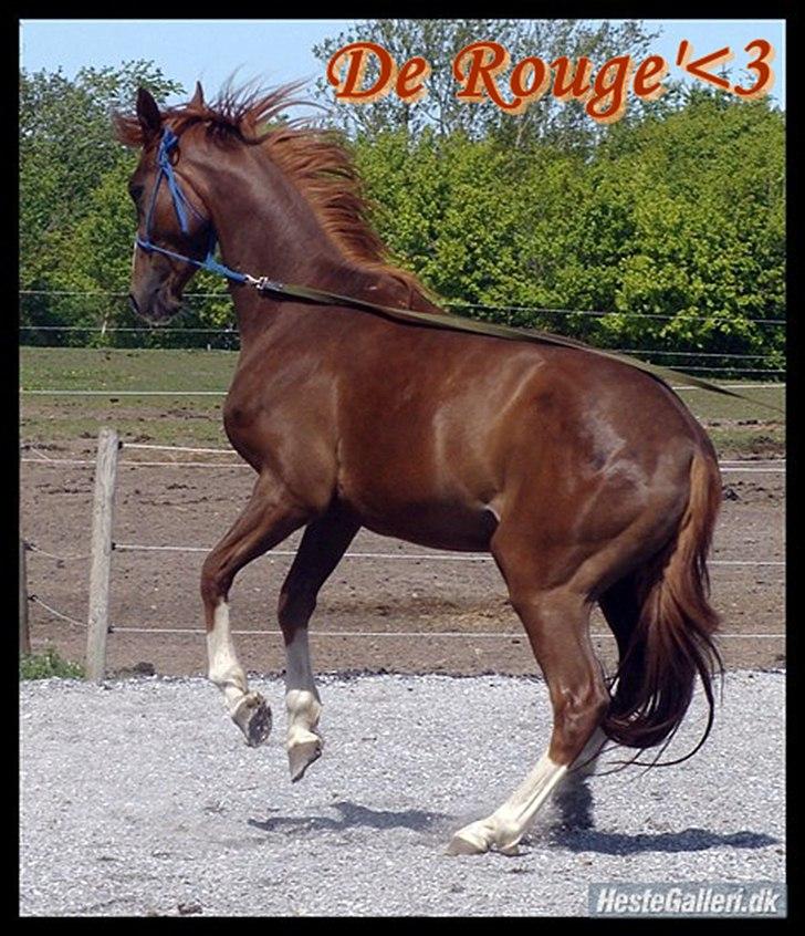 Dansk Varmblod Møgelvangs De Rouge!<3 SOLGT - Jeg kan stejle! :) billede 8