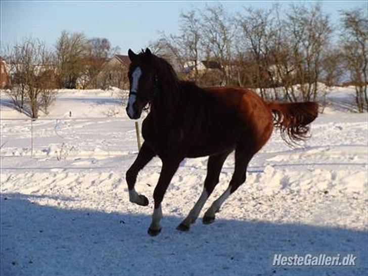 Dansk Varmblod Møgelvangs De Rouge!<3 SOLGT - Galop i sne!(; 2009 billede 10