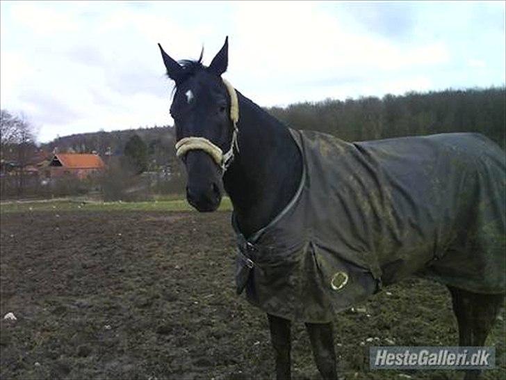 Polsk Varmblod Dukat  (Tidl. hest)  billede 2