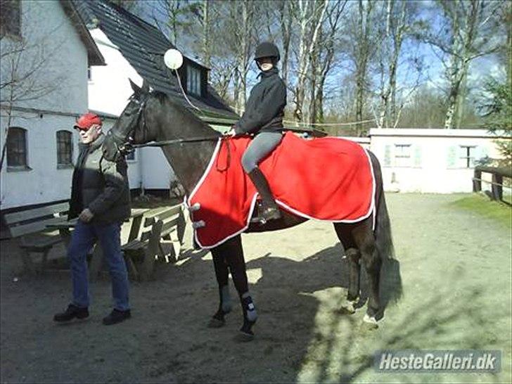 Polsk Varmblod Dukat  (Tidl. hest)  billede 3
