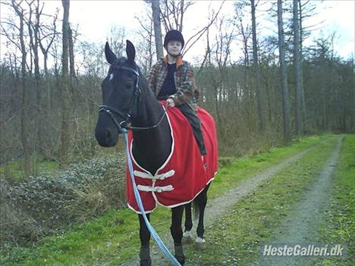 Polsk Varmblod Dukat  (Tidl. hest)  billede 4