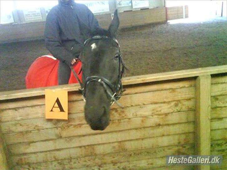 Polsk Varmblod Dukat  (Tidl. hest)  billede 6