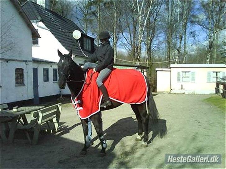 Polsk Varmblod Dukat  (Tidl. hest)  billede 7