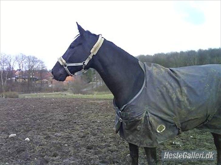 Polsk Varmblod Dukat  (Tidl. hest)  billede 8