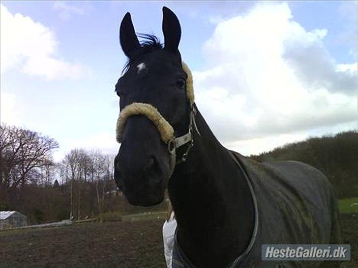 Polsk Varmblod Dukat  (Tidl. hest)  billede 10