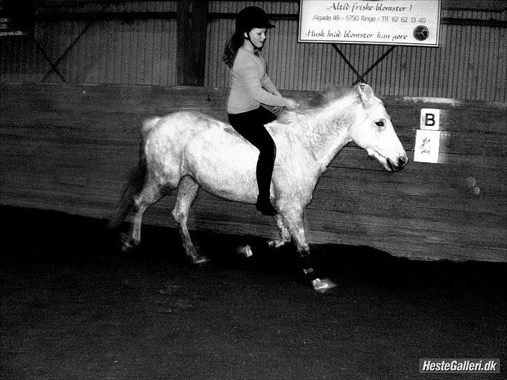 Anden særlig race Silver - En Hestetræner Kan Høre Sin Hest Snakke, En God hestetræner Kan Høre sin hest hviske Men En Sand Ven Kan Høre Dem Tænkte Billede af Clara Egedal. billede 4