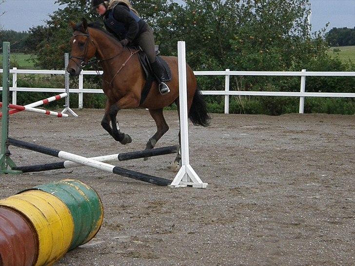 Anden særlig race Bailey - Springe kan man jo også! :D billede 10