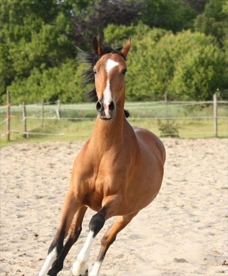 Hackney Margie R.I.P - billedet er lånt a gammel ejer billede 13