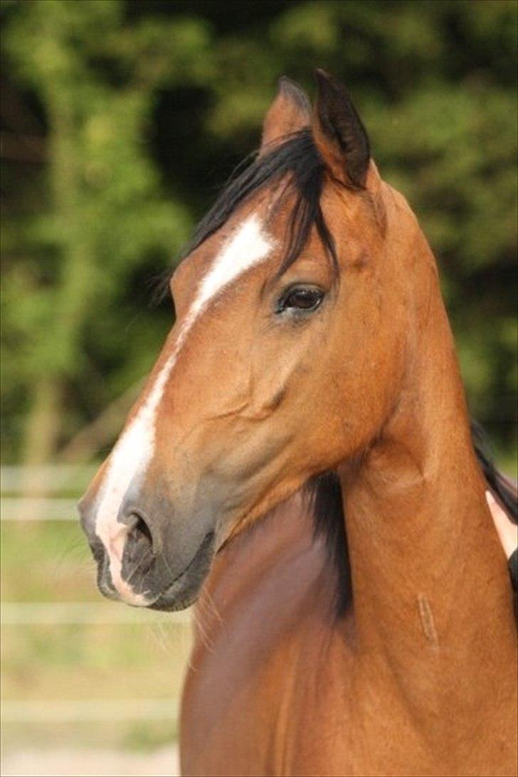 Hackney Margie R.I.P - billedet er lånt a gammel ejer billede 15