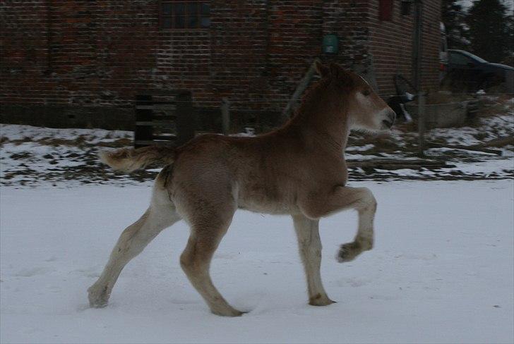 Irish Cob Crossbreed Ceres *RIP* - Ligner nærmest tølt.. billede 9