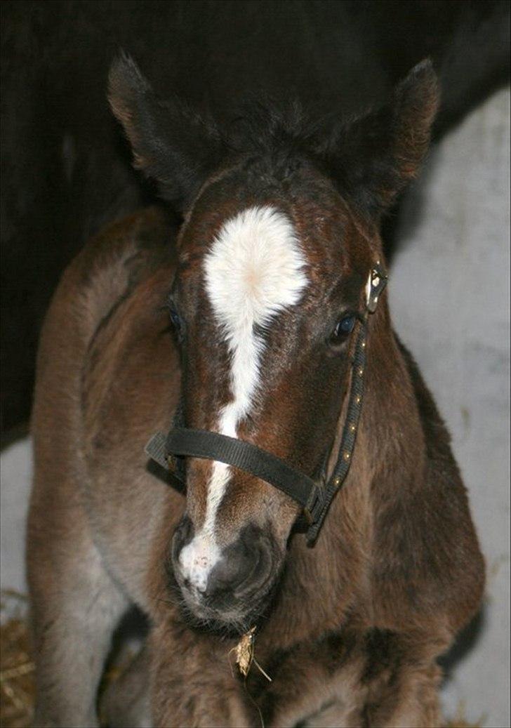 Oldenborg Landino billede 1
