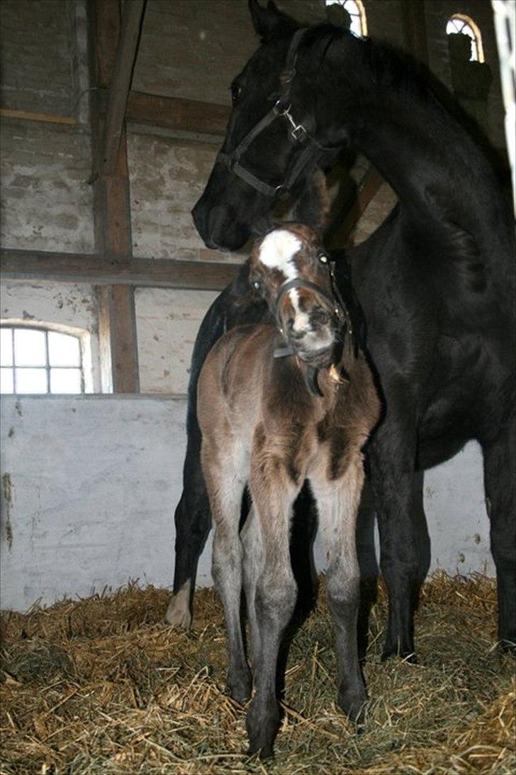 Oldenborg Landino billede 2