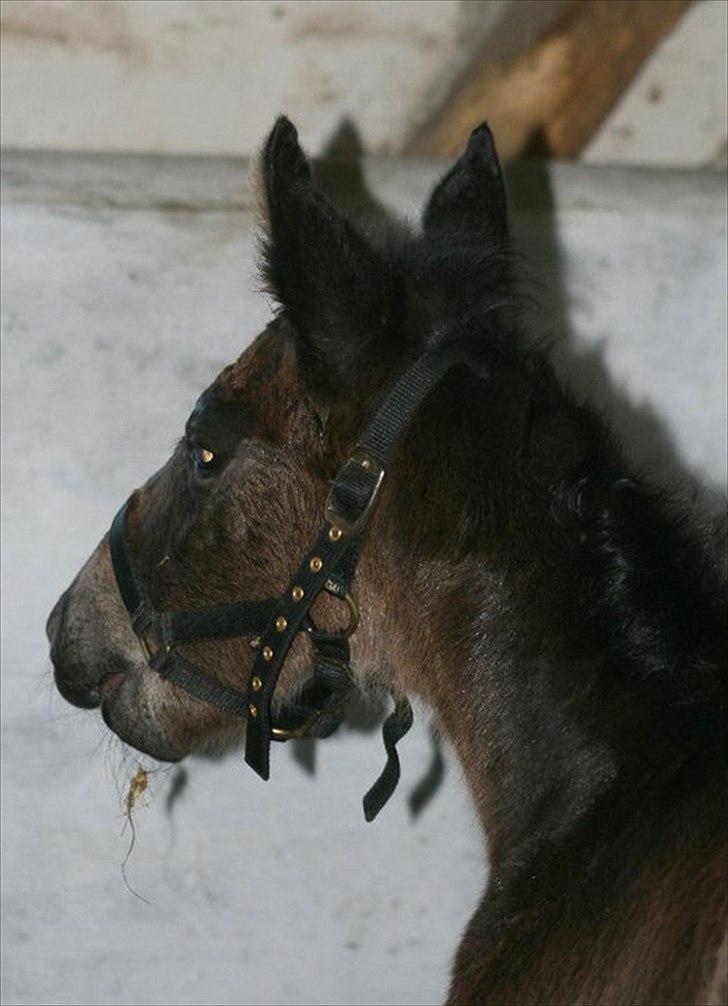 Oldenborg Landino billede 5