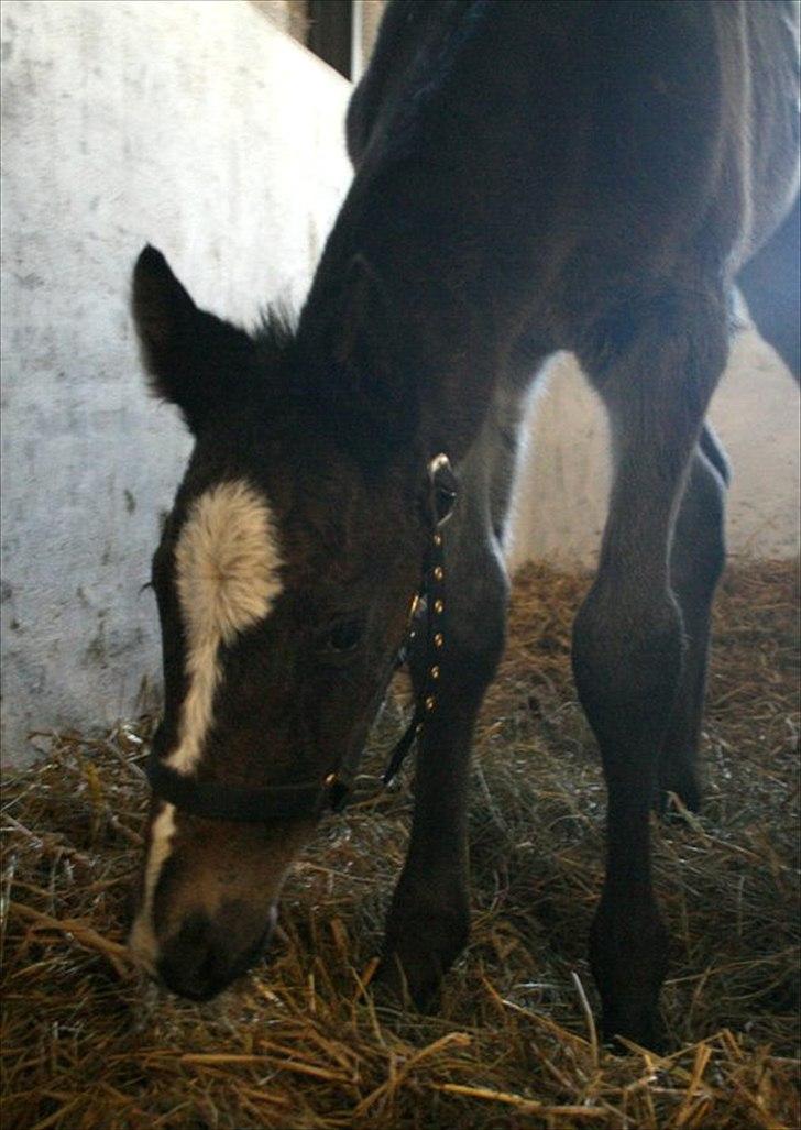 Oldenborg Landino billede 6