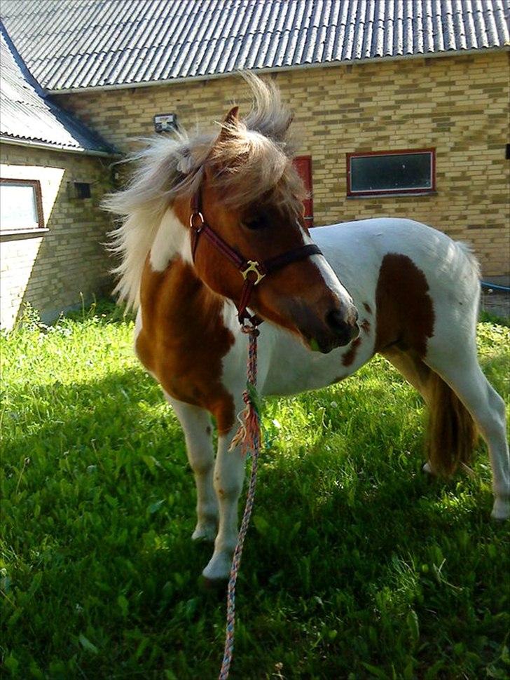 Anden særlig race " solgt" Tøsen - Velkommen til Tøsen´s profil :)<3 billede 1