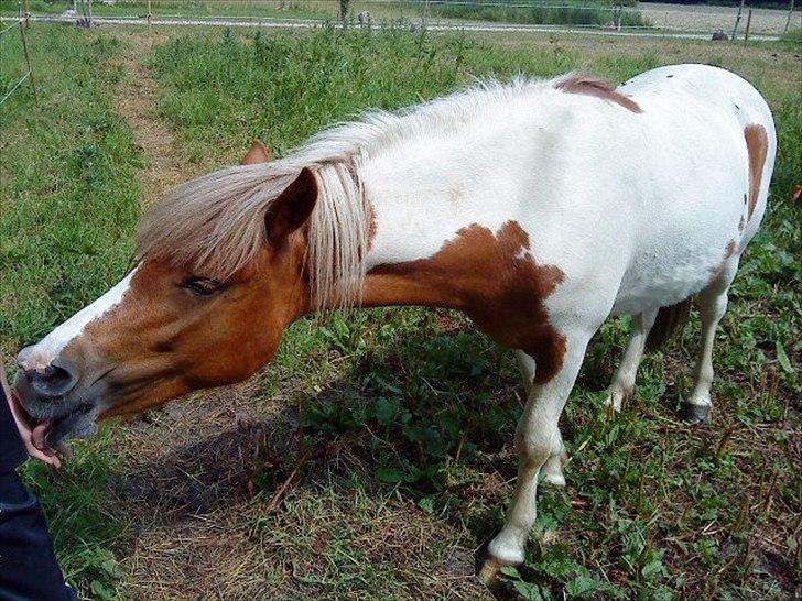 Anden særlig race " solgt" Tøsen billede 3