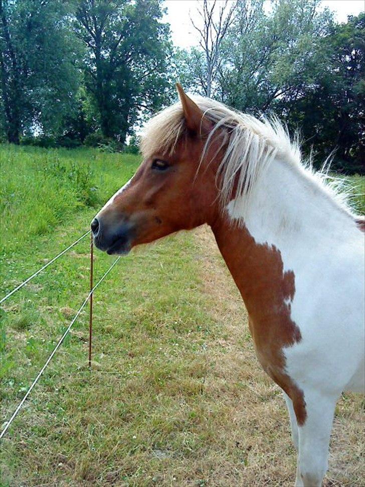 Anden særlig race " solgt" Tøsen billede 6