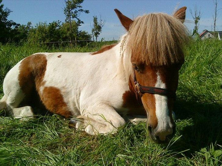 Anden særlig race " solgt" Tøsen billede 7