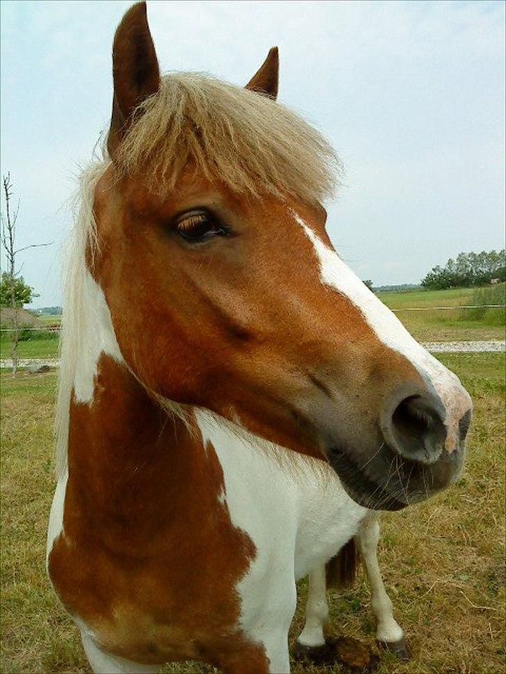 Anden særlig race " solgt" Tøsen billede 8