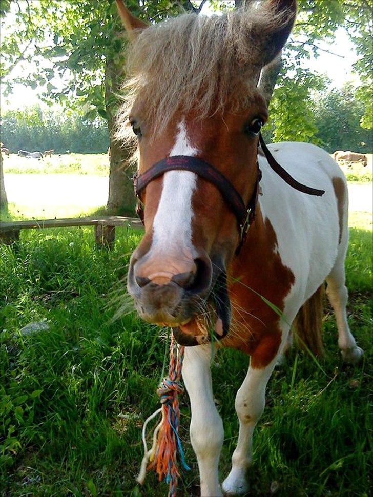 Anden særlig race " solgt" Tøsen billede 11