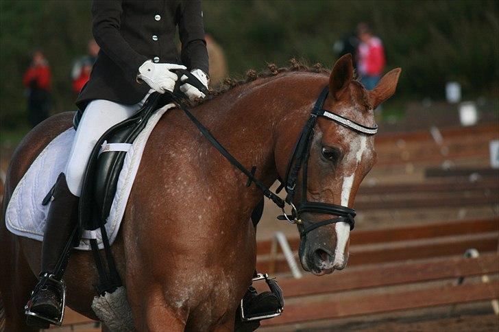 Anden særlig race SWEET CHERRY {b-pony} billede 17