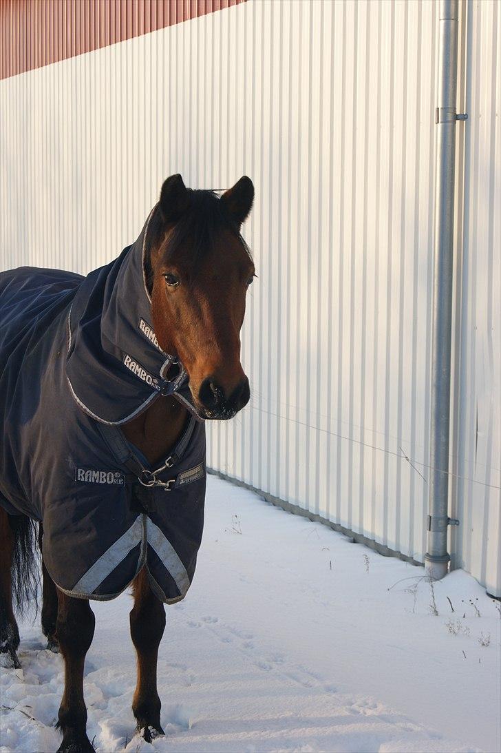 Connemara Maskenkol's Rebelix - Lexi i sneen:D billede 12