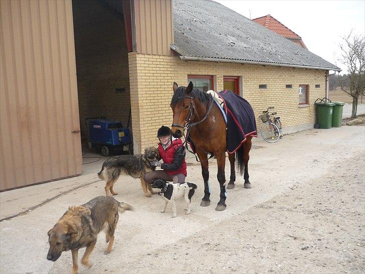 Connemara Maskenkol's Rebelix - Lige blevet færdig med en dejlig ridetur d. 30-03-2011 :D billede 13